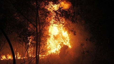 Cháy rừng dữ dội giữa thành phố Vinh