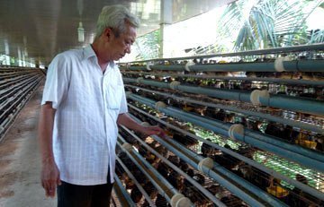 Đem lợn, gà, chim cút... thế chấp vay vốn