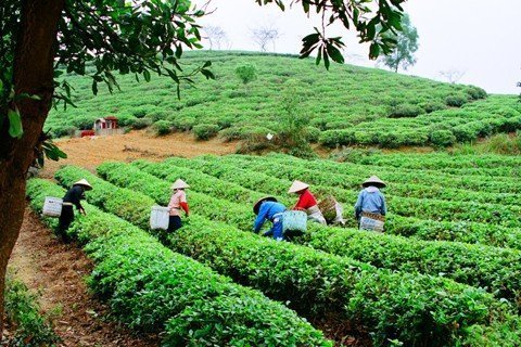 Bi kịch chè Việt: Khó thoát tiếng hàng bẩn