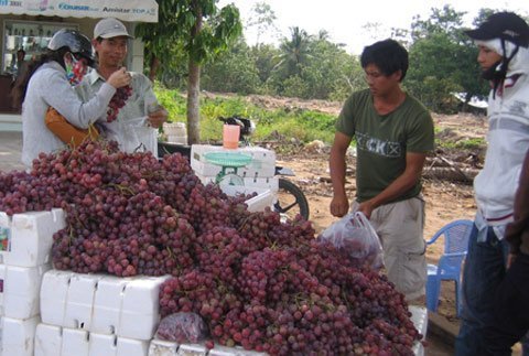 Nhan nhản nho Trung Quốc 'đội lốt' nho Mỹ