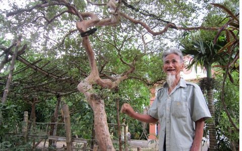 Chiêm ngưỡng cây ổi lạ có giá hàng trăm triệu