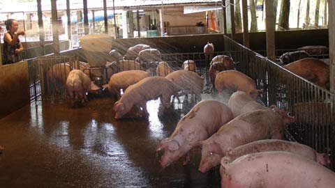 Gian nan bám trụ nghề chăn nuôi gia súc, gia cầm