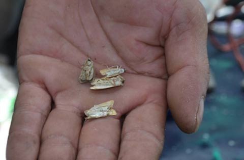 'Theo ngư dân đi săn bướm lạ'