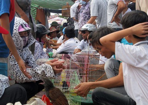 Cơn sốt săn chim cảnh: Lợi nhuận bất thường