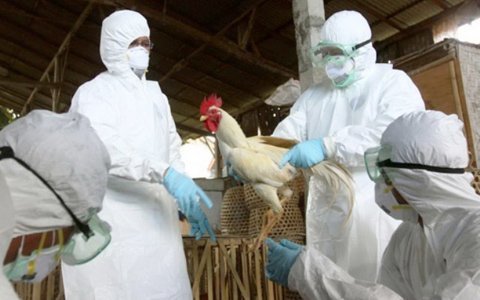 Dịch H5N1 lại đang bùng phát
