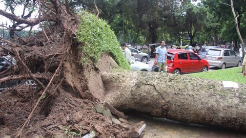 Cây cổ thụ bật rễ đổ nghiêng trước cổng công viên