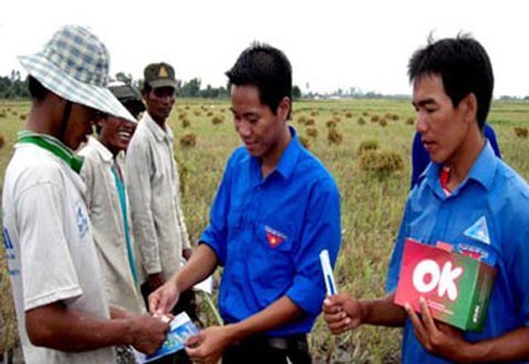 Chuyện gái miền Tây “cắt lúa nằm”