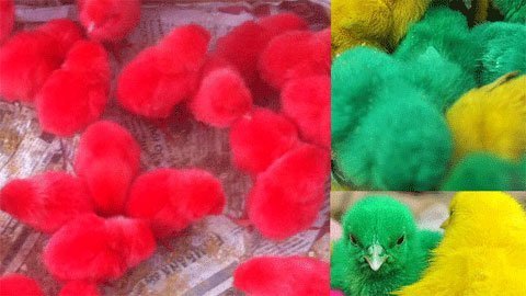 “Gà lông nhung” giả xuất hiện tại TP.HCM