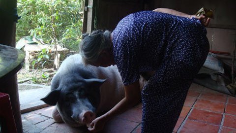 Lạ kỳ chú heo biết trông giữ nhà ở Việt Nam