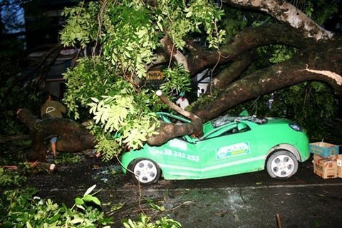 Giật mình những khoảnh khắc thoát chết khi cây đổ