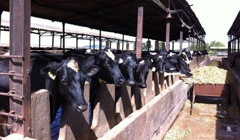 Cô Gái Hà Lan: Nâng tầm sữa Việt hàng đầu khu vực