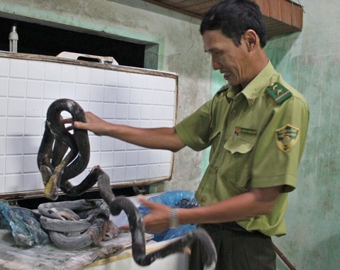 Vụ rắn trườn vào nhà dân, phát hiện 'ổ rắn' cách 20m