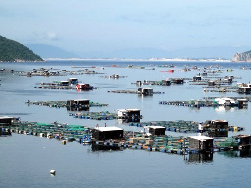 Không cho người nước ngoài nuôi thủy sản tại Vũng Rô