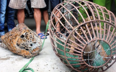 4 con hổ được 'chuyển' cho kiểm lâm Hà Nội