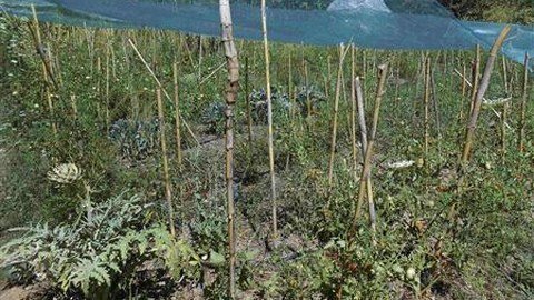 Khó khăn, dân Hy Lạp làm nông, tự cung tự cấp