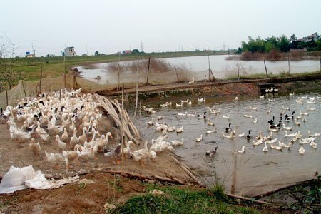 Xuất hiện chủng virus cúm gia cầm mới nguy hiểm