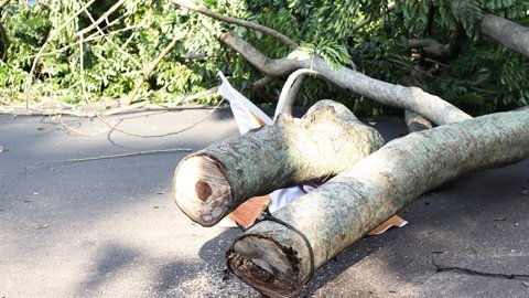 Giảm mắc võng ngủ canh, khoác 'giáp sắt' cho sưa