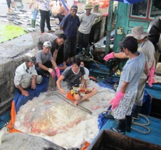 Ngư dân bắt được cặp cá Mặt trăng 'cực khủng'