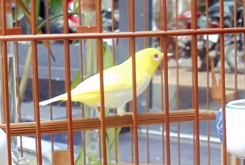 Thú chơi chim, cá cảnh tiền tỷ của đại gia Việt