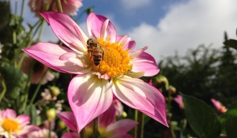 Những bức ảnh đầu tiên chụp bằng iPhone 5