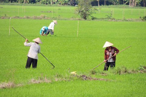 Nghi thương lái nước ngoài tung chiêu với lúa