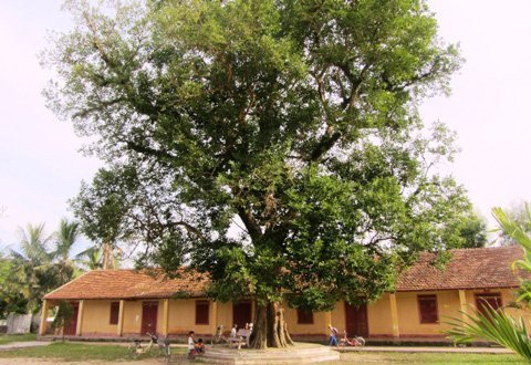 4 cây di sản kỳ lạ ở một trường học