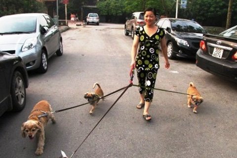 Việc hot: Dắt chó đi dạo, lương hơn 6 triệu/tháng