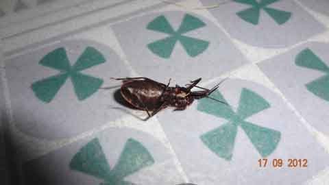 Hà Nội: Sơ tán con nhỏ vì bọ xít hút máu người