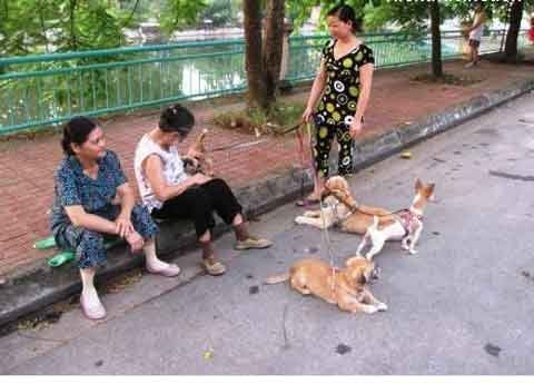 Người dắt chó hưởng lương bằng USD biết 2 ngoại ngữ