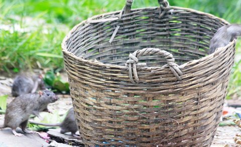 Chuột 'hoành hành' giữa trung tâm Sài Gòn