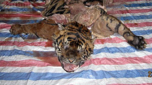 Ghê rợn 'lò' xẻ, nấu thịt hổ