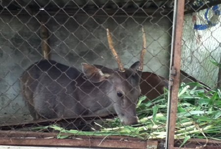 Chết đứng vì 'ôm' đất trang trại