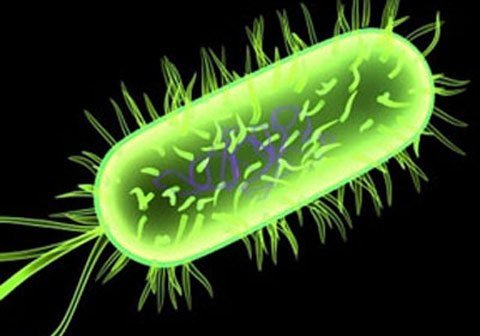 Phát hiện bánh trung thu nhiễm khuẩn E.Coli vượt... 800 lần quy định