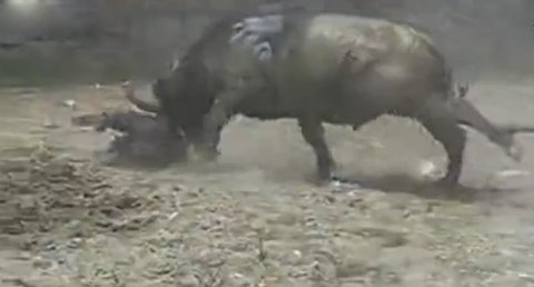 Trâu chọi bất ngờ húc người điên loạn