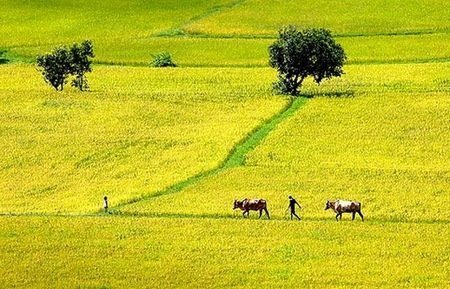 Nguồn lực từ nông nghiệp bị bòn rút