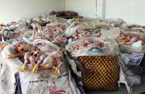 Phát hiện một cơ sở tàng trữ gần 2 tấn gà thối