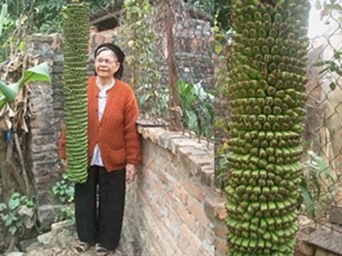 Đổ xô đi xem buồng chuối trổ hơn 200 nải