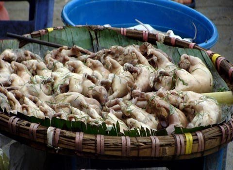 Thú vị chuyện săn chuột vui như hội