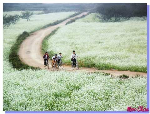 Mốt du lịch ăn theo mùa hoa