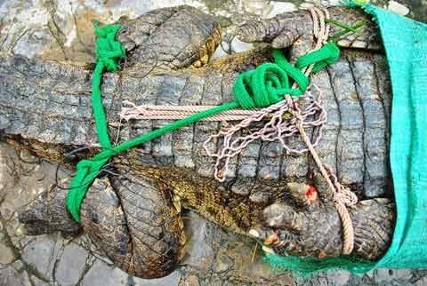 Thời sự trong ngày: Lùng cá sấu sổng chuồng