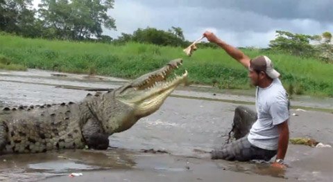 Mạo hiểm đùa với cá sấu