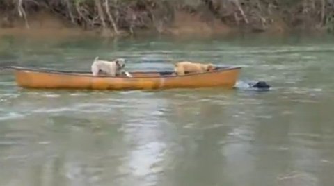 Chú chó thông minh cứu bạn