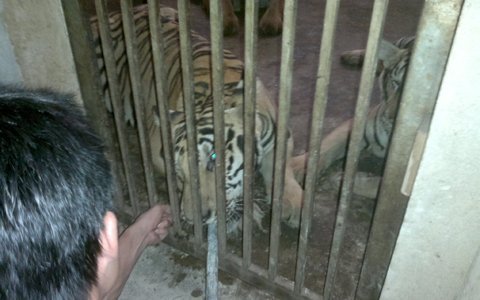 Sửng sốt điểm nuôi nhốt hổ như nuôi lợn