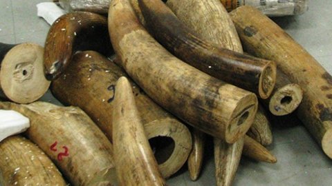 Bắt 2,4 tấn ngà voi, trị giá 103 tỷ đồng