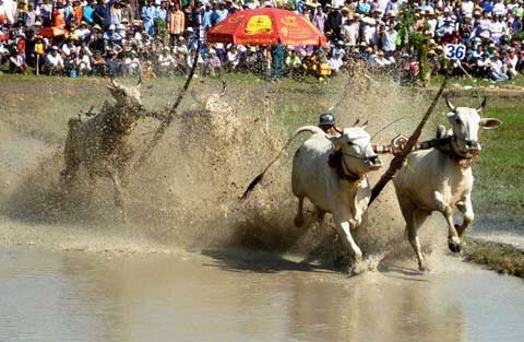 Sôi động lễ hội đua bò Bảy Núi