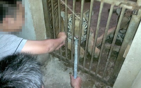 Tận mắt xem &apos;tát hổ, nhổ râu hùm&apos;