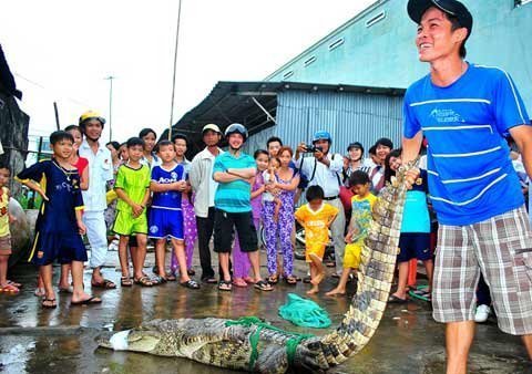 Cá sấu sổng chuồng, dân đổ xô 'hôi' bắt