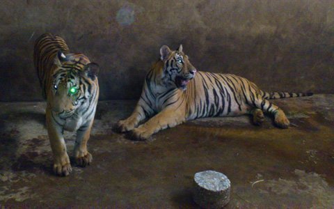 Tiết lộ của người &apos;nuôi hổ như nuôi lợn&apos;