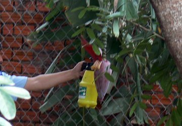 'Vỗ béo' bắp chuối bằng 'thần dược'