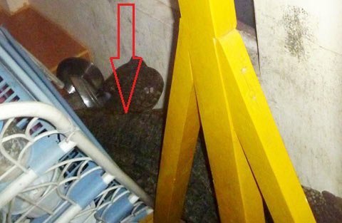 Cá sấu sổng chuồng gây 'náo loạn' chùa